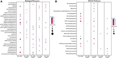 The effects of temperature and donor piglet age on the transcriptomic profile and energy metabolism of myoblasts
